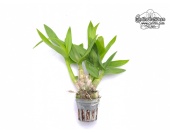 Dendrobium bigibbum Hybride - Currlin Orchideen
