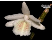 Dendrobium cretaceum - Currlin Orchideen