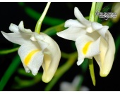 Dendrobium kentrophyllum - Currlin Orchideen