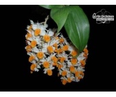 Dendrobium thyrs 4cdafe2426c6f