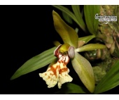 coelogyne schilleriana currlin orchideen