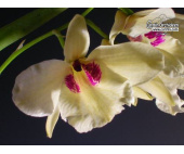 Dendrobium albosanguinum - Currlin Orchideen
