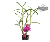 Dendrobium bracteosum 'Yuan' (Habitus) - Currlin Orchideen