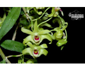 dendrobium catenatum currlin orchideen