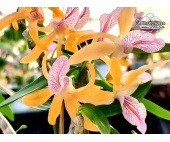 Dendrobium Charm (Flowers) - Currlin Orchideen