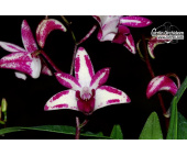 dendrobium king zip red splash currlin orchideen