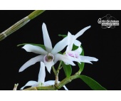 dendrobium moniliforme currlin orchideen