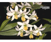 Dendrobium scabrilingue - Currlin Orchideen