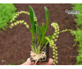 Dendrochilum species (Habitus auf Kork) - Currlin Orchideen