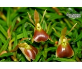 epidendrum porpax currlin orchideen