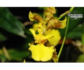 gomesa longipes currlin orchideen