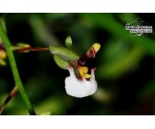 gomesa radicans 1 currlin orchideen 921612636
