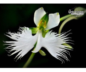Habenaria radiata - Currlin Orchideen