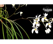 Holcoglossum wangii (Habitus) - Currlin Orchideen
