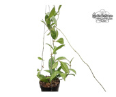Hoya crassipetiolata 'Long Splash Leaves' (Habitus) - Currlin Orchideen
