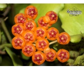 Hoya endauensis (Flowers) - Currlin Orchideen