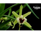kefersteinia pulchella currlin orchideen