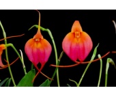 masdevallia-raspberry-souffle-currlin-orchideen-kategorie