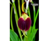 masdevallia sceptrum currlin orchideen