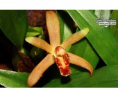 maxillaria rufescens currlin orchideen