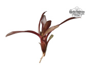 Neoregelia 'Amazon' - Currlin Orchideen