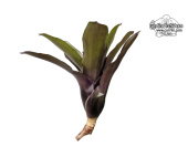 Neoregelia 'Dark Purple' - Currlin Orchideen