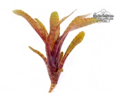 Neoregelia rubrifolia 'rubra' - Currlin Orchideen