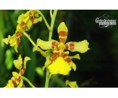 oncidium excavatum currlin orchideen