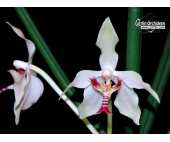 Paraphalaenopsis laycockii - Currlin Orchideen