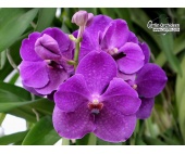 Vanda Apec Blue - Currlin Orchideen