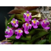 Schoenorchis scolopendria - Currlin Orchideen
