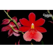 Cambria Nelly Isler - Currlin Orchideen