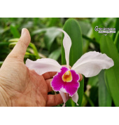 cattleya_eximia_2_currlin_orchideen_1_784891557