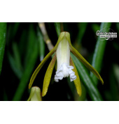 dendrobium schoeninum currlin orchideen
