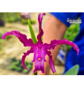 Schomburgkia Hybride 'Dark Purple' - Currlin Orchideen