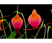 masdevallia-raspberry-souffle-currlin-orchideen-kategorie