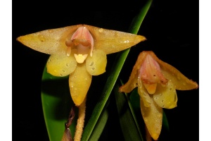 Eria thao - Currlin Orchideen