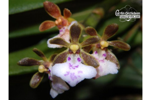 Trichoglottis triflora - Currlin Orchideen