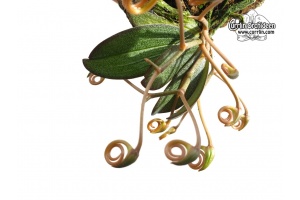 Aerangis punctata (Inflorescenses) - Currlin Orchideen