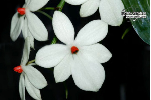 Aerangis luteoalba var. rhodosticta von Currlin Orchideen