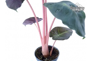 Alocasia Pink Dragon (leaves) - Currlin Orchideen