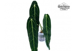 Anthurium warocqueanum (Habitus) - Currlin Orchideen