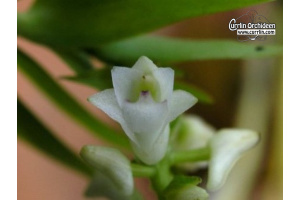 Appendicula cornuta - Currlin Orchideen