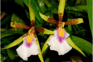 aspasia silvana currlin orchideen 69002396