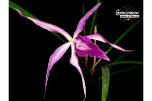 Brassocattleya Amethyst - Currlin Orchideen