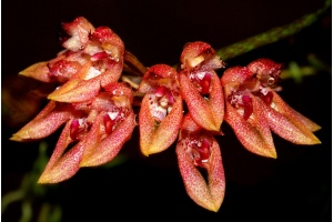bulbophyllum-taeniophyllum-gro