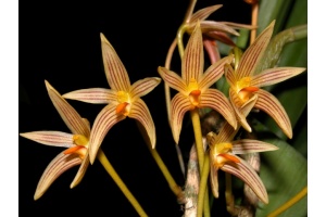 bulbophyllum affine currlin orchideen