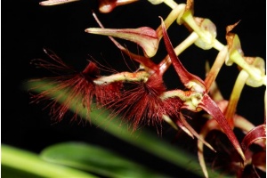 bulbophyllum barbigerum currlin orchideen