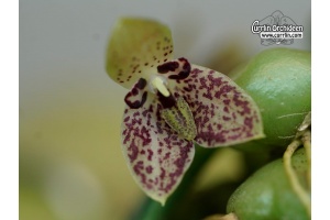 Bulbophyllum cambodianum - Currlin Orchideen