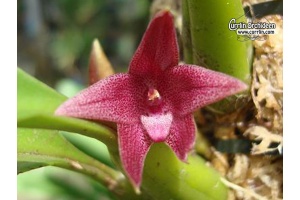 Bulbophyllum elevatopunctatum - Currlin Orchideen